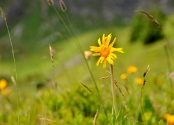 Alpenblume.jpg